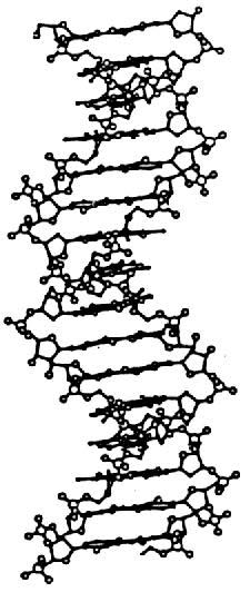 H�lice ADN forme B