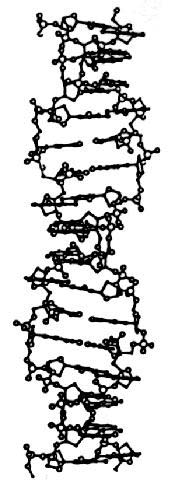 H�lice ADN forme Z